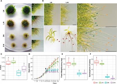 Autophagy modulates growth and development in the moss Physcomitrium patens